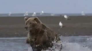 حیات وحش خرس و ماهی خوری