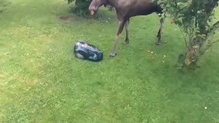 لگد شدید گوزن  بر سر ربات هوشمند و از کار افتادن ربات در اخر ویدئو   full hd