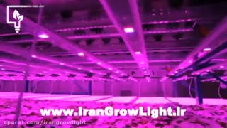 لامپ رشد گیاه