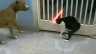 وقتی گربه با شمشیر جنگ ستارگان یه سگ رو تا حد مرگ می ترسونه ...