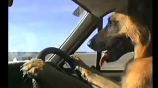 به یاد کلاه قرمزی : آقای راننده ماشین رو بزن تو دنده ....