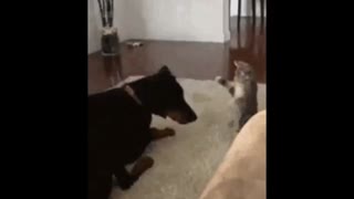 سگ تو سری خور ...