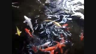 پرورش ماهیان زینتی  درامد بالا دارد  ویدئوی پرورش و غذا دادن ماهیان زیبای  کوی که از کپور ماهیان هستند