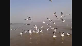 حیات وحش غازها