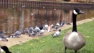 درامد بالای پرورش غاز