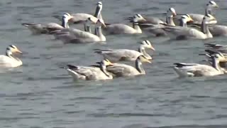 درامد بالای پرورش غاز