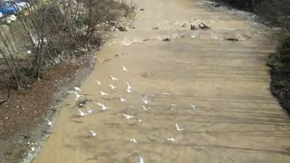 غذا دادن به مرغهای دریایی در رودخانه ی چالوس (کلیپ رحمان)