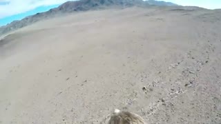 شکار روباه از زاویه دید عقاب