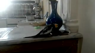 حرف زدن طوطی عروس