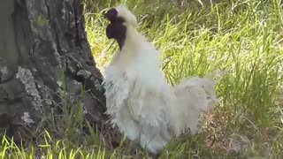 بهترین نژادهای خروس