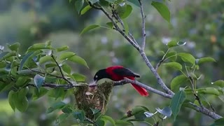 فیلم مستند اعلی درجه حیات وحش استرالیا   full hd