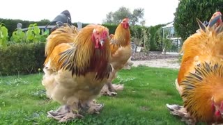 چهره مرغها وقت عصبانیت