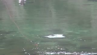 اموزش تخصصی ماهیگیری با قلاب و کار با لنسر ماهیگیری در رودخانه