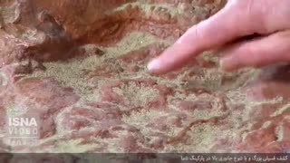 ‍ (https://attach.fahares.com/QmJnUYYoWa1FT789kbrJ4Q==) یادگاری چندین دایناسور بر روی یک فسیل