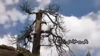 آرزو ترمیم سوختگی