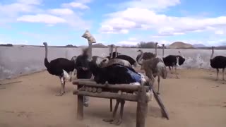 کشتارگاه شترمرغ Rasti.ir