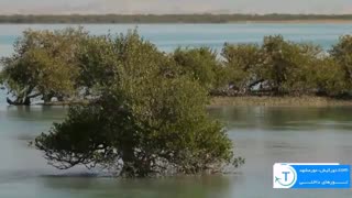 کلیپی دیدنی از جنگل های عجیب حرا در قشم