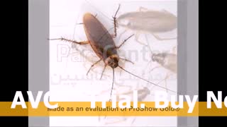 سمپاشی موش | 09106682600