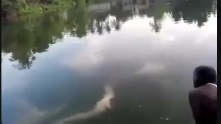 فیلم راهکارهای صید ماهی کپور با قلاب