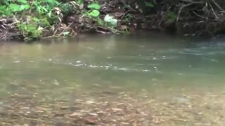 آموزش صید ماهی قزل آلا با لنسر در رودخانه