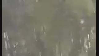 پرورش کپور ماهیان در استخرهای خاکی