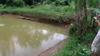 بهترین طعمه ماهیگیری کپور  در مناطق گرمسیری