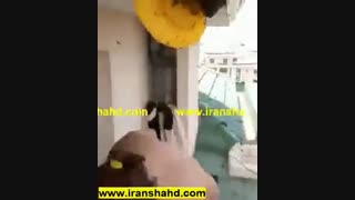 برداشت عسل وحشی  در منطقه ای مسکونی