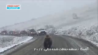 ✅ ویدئوی پربازدید از انتظار خودروها برای عبور خرس گریزلی