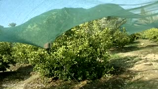 توری شید (توری سایه انداز) شرکت تورینه بافت