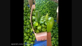 توری شید (توری سایبان) در کشت فلفل دلمه- تورینه بافت