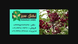 خرید انواع نهال آلبالو