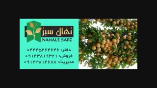 خرید انواع نهال آلو