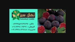 خرید انواع نهال انجیر