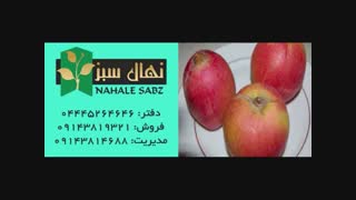 خرید انواع نهال به