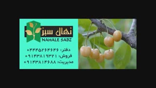 خرید انواع نهال گیلاس