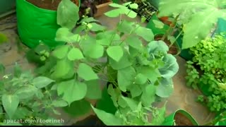 تاثیر استفاده از توری شید بر رشد محصول-شرکت تورینه بافت