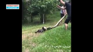 نجات سگ از مار بوای آبی