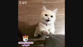 روزی که تو نماشا اومدمو تو ت میگم