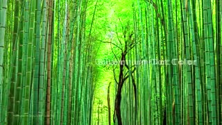 5 تلویزیون برتر منحنی 4K 2017 در ممتازکالا