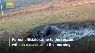 بیرون آوردن بچه فیل از گودال