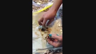 کاشت بذر پسته