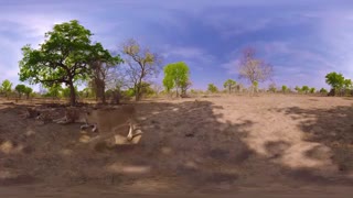 کلیپ 360 درجه از شیرها در حیات وحش