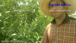 توری سایه انداز شرکت تورینه بافت-تاثیر بر کاهش مصرف آب