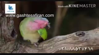 سفری جذاب به استرالیا