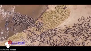 کشف گله ای حیوان در مریخ!