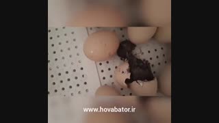 لحظه بیرون آمدن جوجه مرغ از تخم