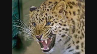 صدای غرش پلنگ