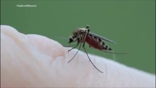 خون آشام واقعی