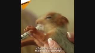 سنجابی که در میان گربه ها زندگی می کند