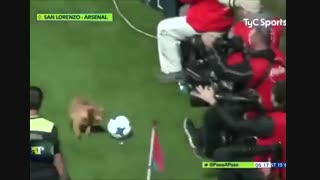 طنز ورزشی . سگی که یک استادیم رو مچل خودش کرد